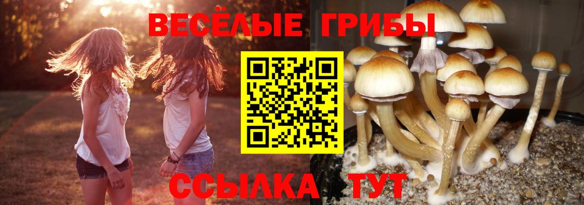 Псилоцибиновые грибы прущие грибы  Вход с VPN  Сочи  Галлюциногенные грибы Cubensis 